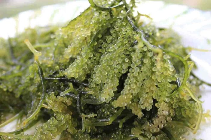 Health Benefits of Seaweed