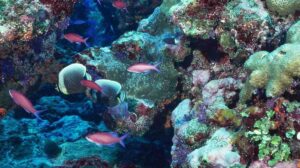 What is Causing The Destruction of Coral Reefs? Here are The 7 Causes