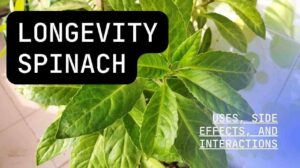 Longevity Spinach: Uses, Side Effects, and Interactions