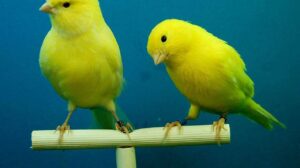 Here are The 7 Quietest Pet Birds
