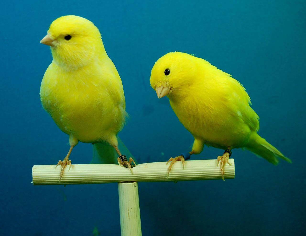 Here Are The 7 Quietest Pet Birds » 2024