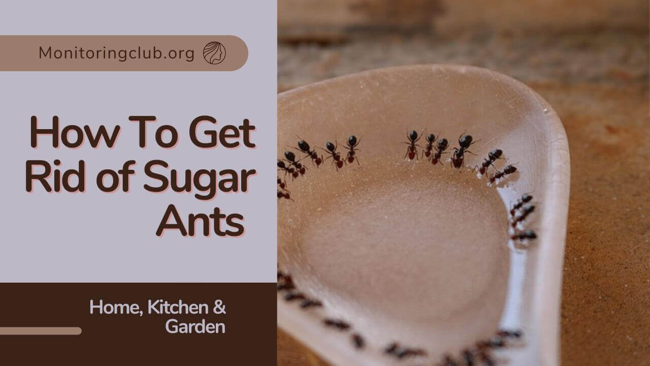 4 Easy Ways How To Get Rid Of Sugar Ants At Home » 2024