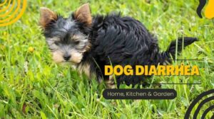 Dog Diarrhea: Know The Causes and Symptoms