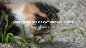 6 Easy Ways How To Get Rid of Cat Odor in House