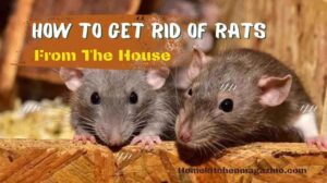 Home Remedies to Get Rid of Rats in the House: 13 Effective Solutions for Rodent Infestations