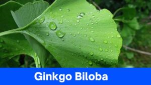 Ginkgo Biloba & its 10 Benefits: Improving Brain Function to Overcome PMS Pain