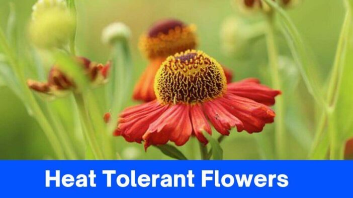 Heat Tolerant Flowers