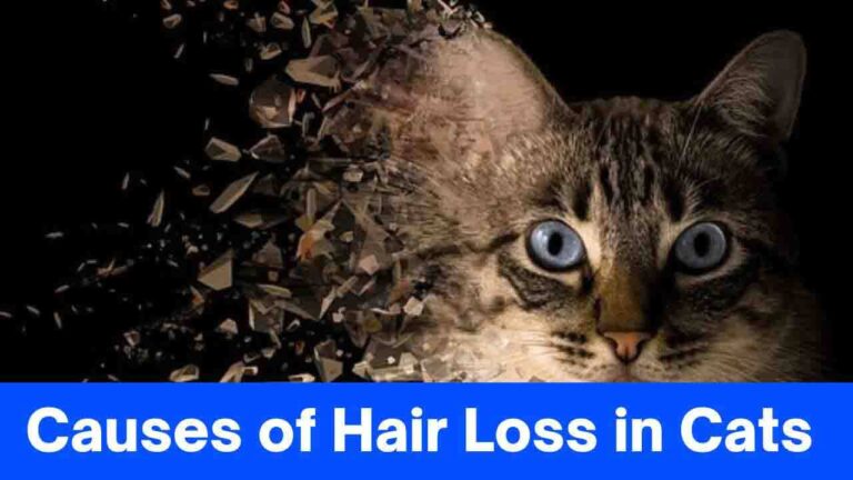 7 Causes Of Hair Loss In Cats, And Treatment Options » 2026