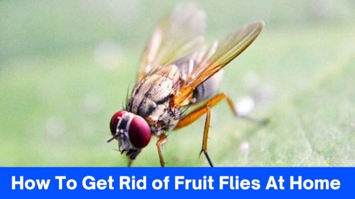 How To Get Rid of Fruit Flies At Home