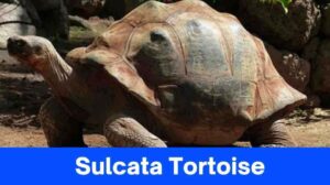 Sulcata Tortoise: Characteristics, Age, and How to Care It