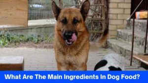 What Are The Main Ingredients In Dog Food?