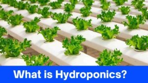 What is Hydroponics: A Comprehensive Guide to Growing Plants Without Soil – 6 Benefits, Types, and Step-by-Step Guide