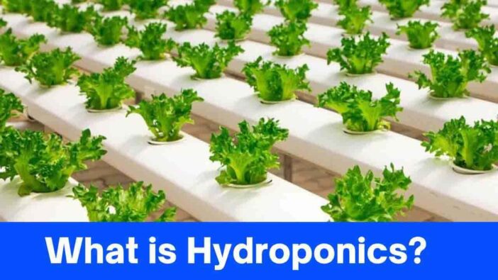 What is Hydroponics