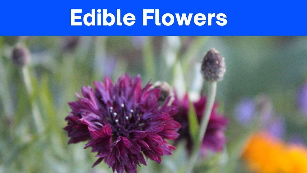 9 Edible Flowers With Health Benefits A Culinary Delight With Added