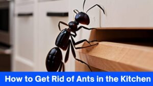 How to Get Rid of Ants in the Kitchen: 5 Effective & Natural Ways