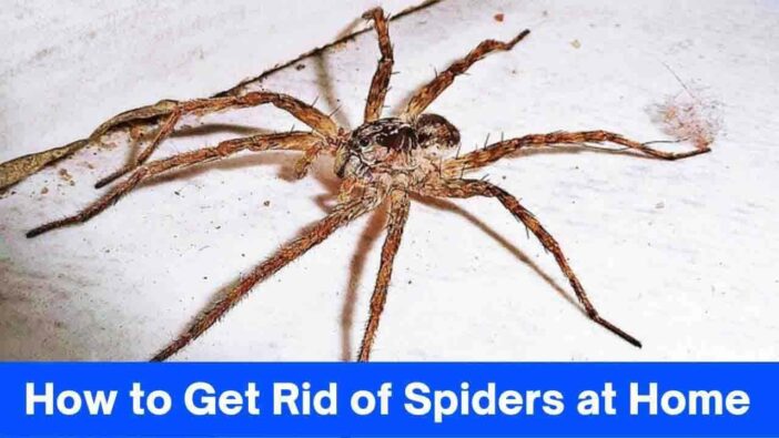 How to Get Rid of Spiders at Home