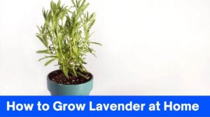 How to Grow Lavender at Home