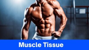 Muscle Tissue: Your Key to a Healthier, More Energetic Life!