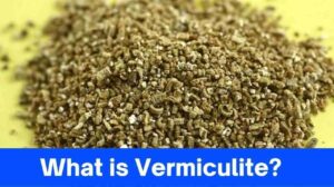 What is Vermiculite: The Ultimate Alternative Growing Medium for Potted Houseplants