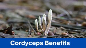 5 Cordyceps Benefits: Your Guide to Natural Wellness and Optimal Performance