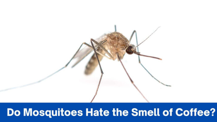 Do Mosquitoes Hate the Smell of Coffee?