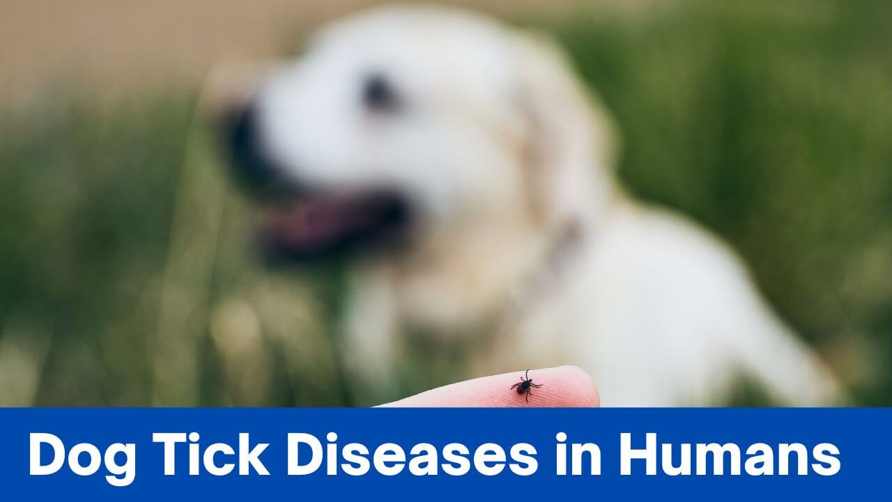 Unveiling The Threat Dog Tick Diseases In Humans & How To Stay Safe » 2024