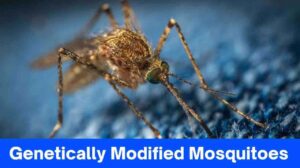 Genetically Modified Mosquitoes