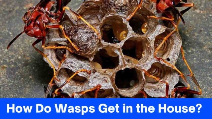How Do Wasps Get in the House?