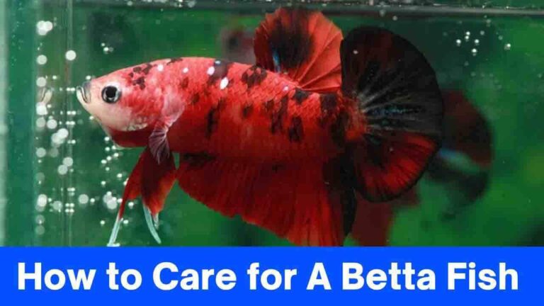 The Ultimate Guide How To Care For A Betta Fish: Tips For A Healthy And ...