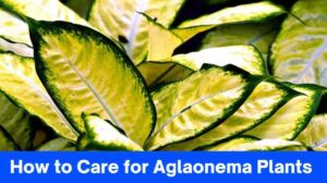 How to Care for Aglaonema Plants