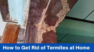 How to Get Rid of Termites at Home