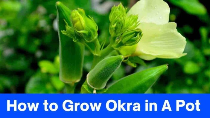 How to Grow Okra in A Pot