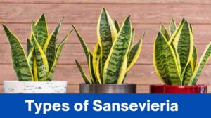 Types of Sansevieria