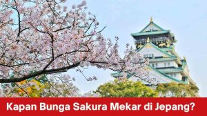 Panduan Lengkap: Kapan Bunga Sakura Mekar di Jepang dan Tempat-Tempat Terbaik untuk Menikmatinya