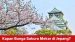 Kapan Bunga Sakura Mekar di Jepang?
